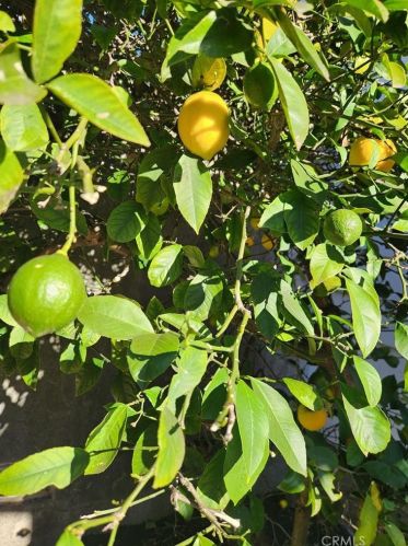 3963 Coolidge Ave, Oakland CA  94602-3428 exterior