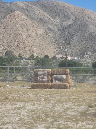 73400 Dillon Rd, Desert Hot Springs CA  92241-7810 exterior