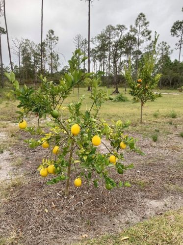 210 Ridgecrest Pkwy, Saint George Island FL  32328-3377 exterior