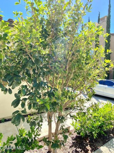 31 Tall Cedars, Irvine CA  92620-3669 exterior