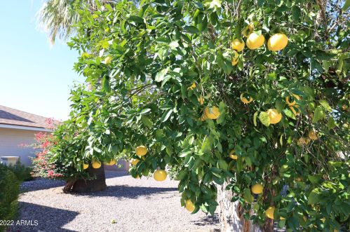 10919 Saratoga Cir, Sun City AZ 85351-2114 exterior