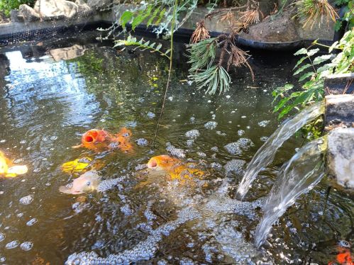 3431 Burnside Rd, Sebastopol CA  95472-9139 exterior