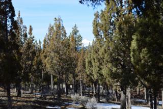 1563 Wild Rye Cir, Bend OR  97701-5362 exterior