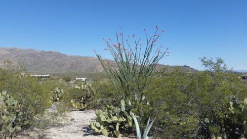 4271 Escalante Ridge Pl, Tucson, AZ 85730-5124