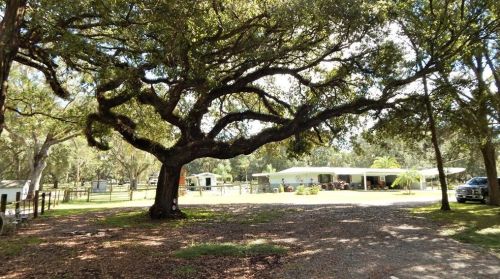 17639 Palamino Lk Dr, Dade City FL 33523-1949 exterior