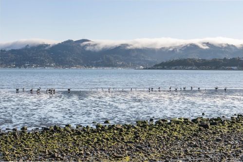 283 Cecilia Way, Tiburon CA  94920-2105 exterior