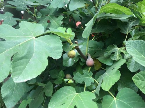 236 Robinson Ave, San Diego CA 92103-4423 exterior