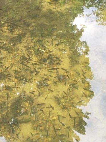 7991 Braddock Ave, Monticello MN  55362-3131 exterior