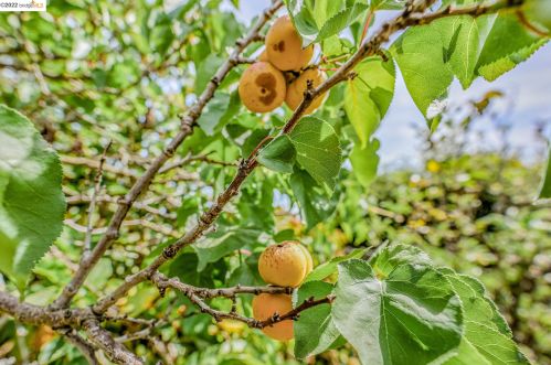 21561 Knoll Way, Hayward CA  94546-6860 exterior