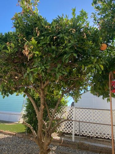 7501 Scaup Ln, Citrus Heights CA  95621-1646 exterior