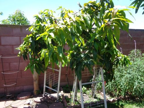 4435 Roosevelt St, Chino CA  91710-3225 exterior