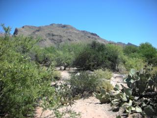 1792 Sahuaro Blossom Pl, Tucson, AZ 85718-7878