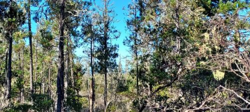 43400 Iversen Rd, The Sea Ranch CA  95445-7582 exterior