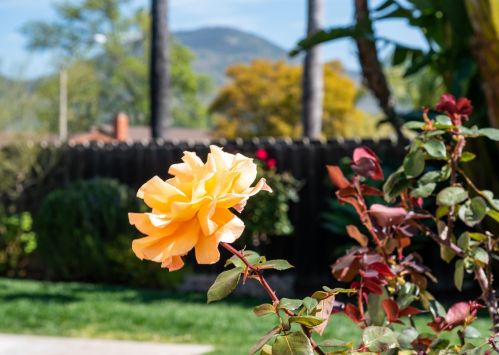 7221 Stratus Ct, San Diego CA  92120-2159 exterior