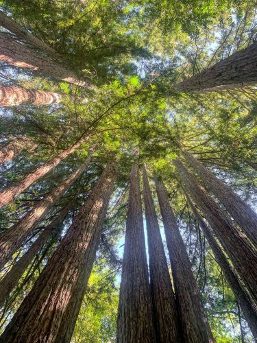 3932 Harrison Grade Rd, Sebastopol CA  95472-9359 exterior