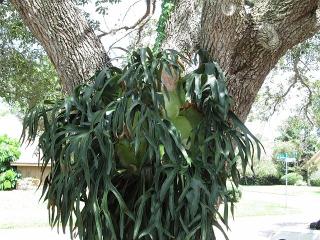 3652 Beneva Woods Blvd, Sarasota, FL 34233-4114