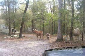 31 Henry Forbes Rd, Crawfordville, FL 32327-3516
