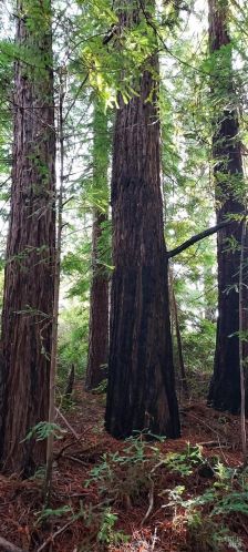 43400 Iversen Rd, The Sea Ranch CA  95445-7582 exterior