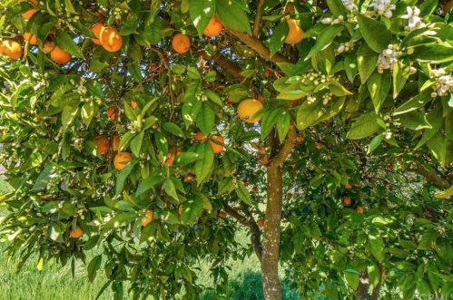 248 Tefft St, Nipomo CA  93444-9701 exterior