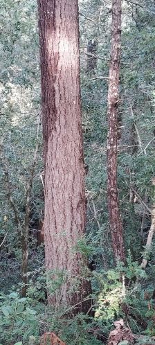 43400 Iversen Rd, The Sea Ranch CA  95445-7582 exterior