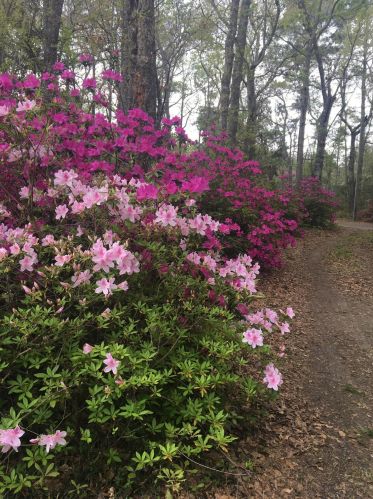 6946 Old Jacksonboro Rd, Ravenel, SC 29470-5565