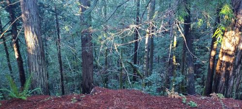 43400 Iversen Rd, The Sea Ranch CA  95445-7582 exterior