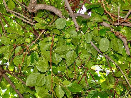 2610 Kansas Ave, South Gate CA 90280-4021 exterior