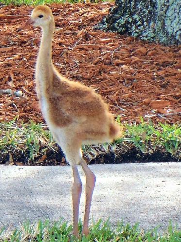 1271 Continental Ave, Melbourne FL 32940-6701 exterior