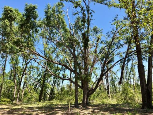 2227 Syfrett Rd, Cottondale, FL 32431-7647