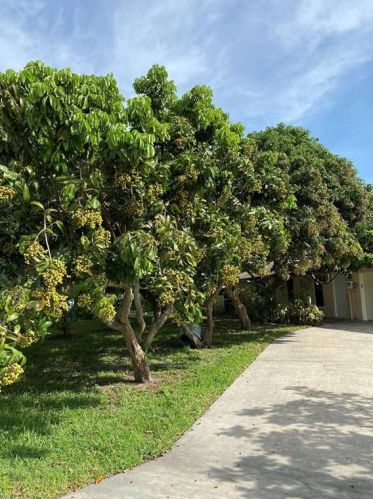 2225 2nd St, Cape Coral FL  33909-2876 exterior