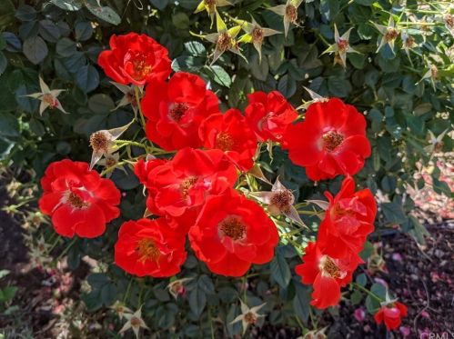 1087 Via Verona Dr, Chico CA  95973-1030 exterior