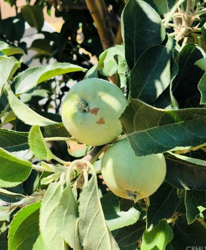 1563 Dawley Ave, City Of Industry CA  91744 exterior