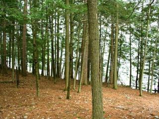 17998 Wheeler Lake Ln, Lakewood, WI 54138-9539