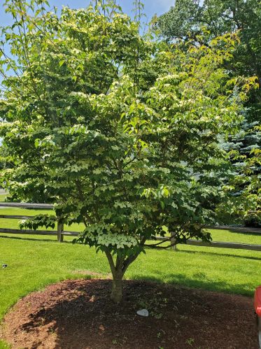 8 Canter Ct, Nashua NH  03063-2929 exterior