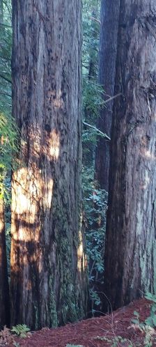 43400 Iversen Rd, The Sea Ranch CA  95445-7582 exterior