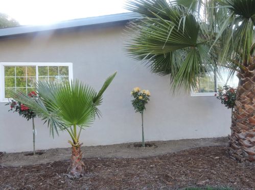 6577 Melrose Dr, North Highlands CA  95660-4378 exterior