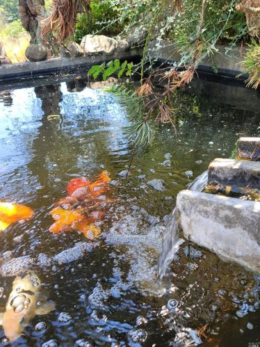 3431 Burnside Rd, Sebastopol CA  95472-9139 exterior