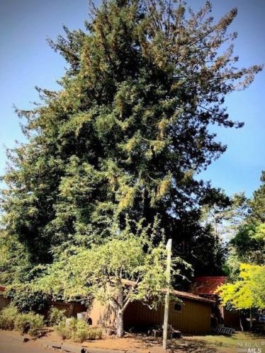 3431 Burnside Rd, Sebastopol CA  95472-9139 exterior