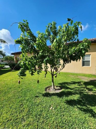 2209 Vardin Pl, Naples FL  34120-0511 exterior
