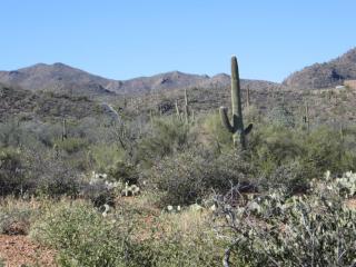 4411 Lightning Ridge Trl, Tucson, AZ 85745-8714