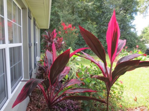 749 130th Terrace Rd, Silver Springs FL  34488-3528 exterior