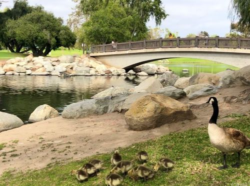 8 Arboles, Irvine CA 92612-2626 exterior