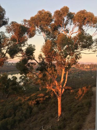 11074 Caminito Vista Pacifica, San Diego CA  92131-2398 exterior