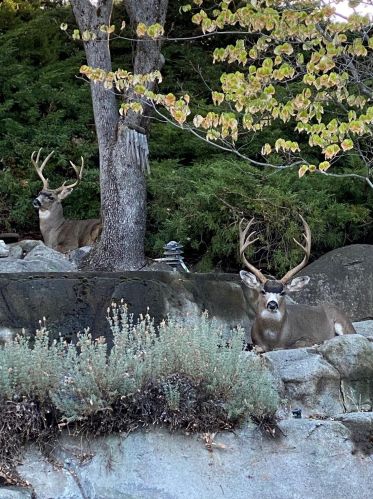 12582 Jayhawk Ct, Lake Wildwood CA  95946-9650 exterior