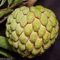 206 Floyd Ave, Lehigh Acres FL 33971-1716 exterior