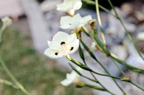 621 Del Oro St, Woodland CA  95695-5040 exterior