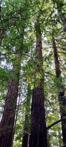 43400 Iversen Rd, The Sea Ranch CA  95445-7582 exterior