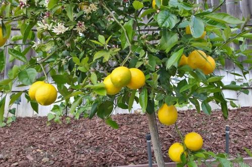 6352 Lake Dora Ave, San Diego CA 92119-3128 exterior