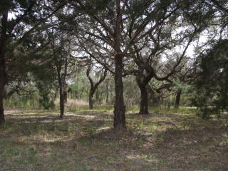 111 Clouds Ave, Interlachen, FL 32148-7207