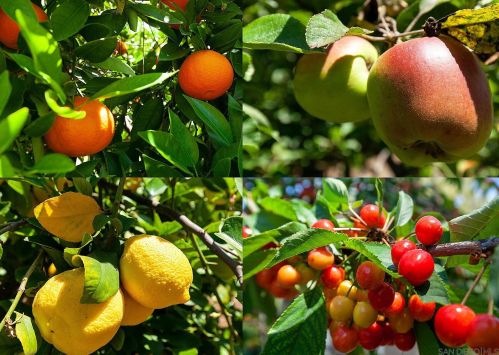 2917 Tavern Rd, Alpine CA  91901-3141 exterior